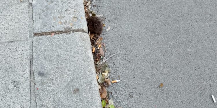 Cagliari, spavento in via Alghero: topo di fogna sul marciapiede, un ragazzo fugge di corsa