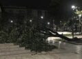 Maltempo a Cagliari, albero abbattuto dal vento in piazza Giovanni XXIII