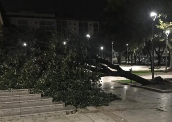 Maltempo a Cagliari, albero abbattuto dal vento in piazza Giovanni XXIII