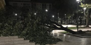 Maltempo a Cagliari, albero abbattuto dal vento in piazza Giovanni XXIII