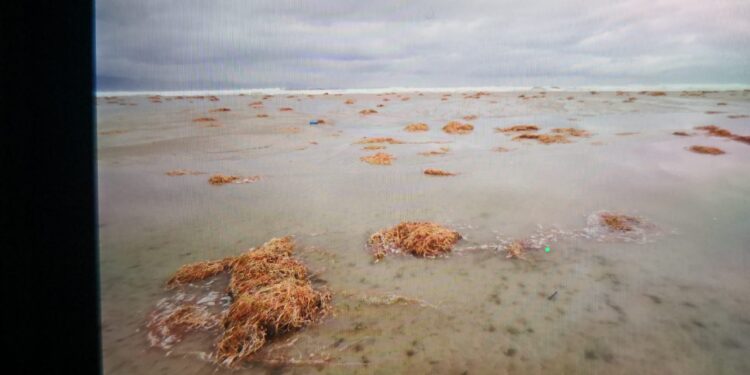Poetto, dopo la super mareggiata la spiaggia invasa dalle strane alghe rosse: arrivano quasi sino alla strada