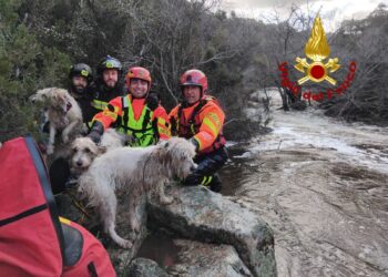 Aggius, bloccati sul versante di un torrente: 3 cani salvati dai vigili del fuoco