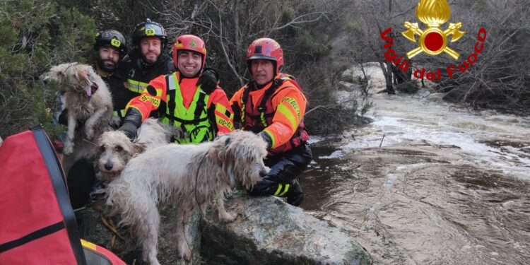 Aggius, bloccati sul versante di un torrente: 3 cani salvati dai vigili del fuoco