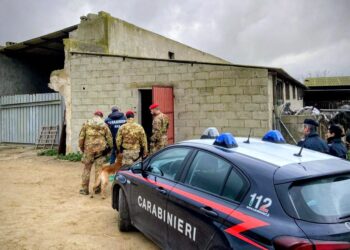Operazione antidroga dei carabinieri in un’azienda agricola a Guasila: due arresti