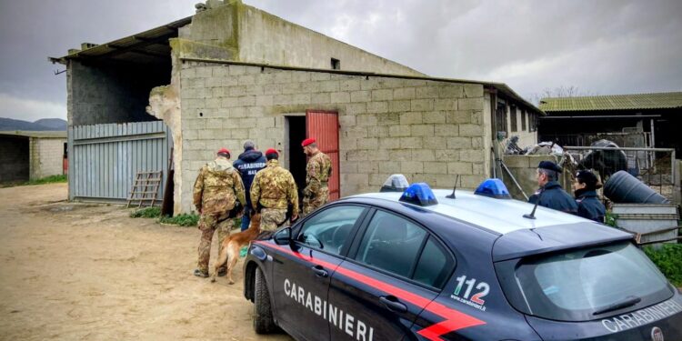 Operazione antidroga dei carabinieri in un’azienda agricola a Guasila: due arresti