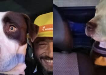 Capoterra, i due Amstaff Bruno e Bulma sono tornati dal piccolo Bryan: “Grazie a tutti”