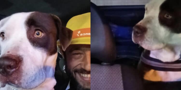 Capoterra, i due Amstaff Bruno e Bulma sono tornati dal piccolo Bryan: “Grazie a tutti”