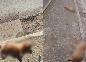 Samassi, strage di animali falciati dalle auto: “Corrono come matti”
