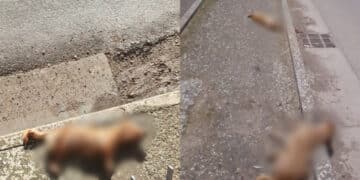 Samassi, strage di animali falciati dalle auto: “Corrono come matti”