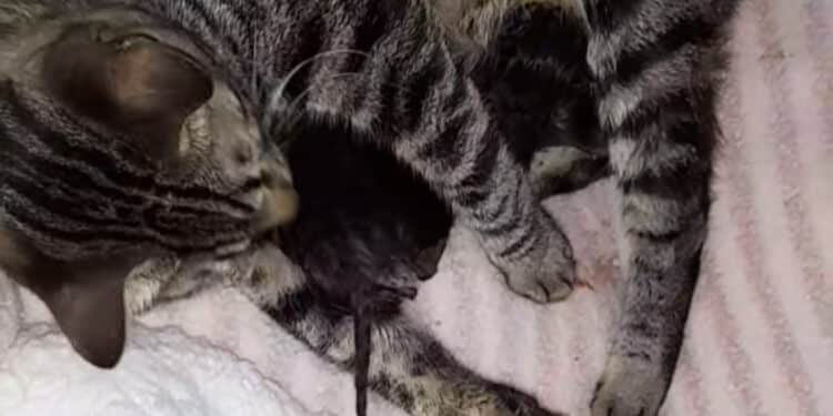 Selargius, mamma gatta trovata in strada sotto la pioggia con un cucciolo in bocca: salvata da una volontaria