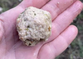 Cagliari, emergenza bocconi avvelenati: dopo le esche in Piazza Maxia arrivano altre segnalazioni