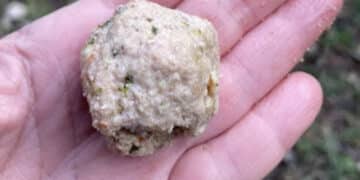 Cagliari, emergenza bocconi avvelenati: dopo le esche in Piazza Maxia arrivano altre segnalazioni