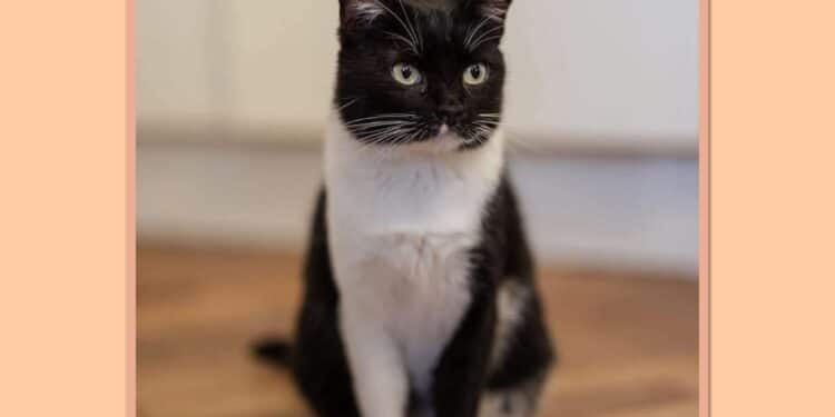 Scomparsa la gattina Felicia da via Polibio a Monserrato