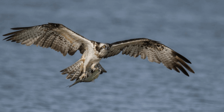 Censimento invernale del Falco pescatore in Sardegna: ottimi risultati