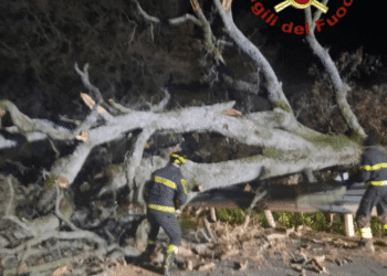Albero caduto sulla provinciale 128 a Bono, intervengono i vigili del fuoco