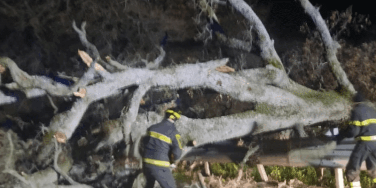 Albero caduto sulla provinciale 128 a Bono, intervengono i vigili del fuoco