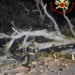 Albero caduto sulla provinciale 128 a Bono, intervengono i vigili del fuoco