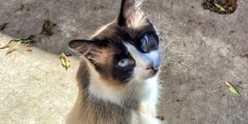 Sestu, colonia felina a rischio: un gatto è stato avvelenato, si teme per gli altri