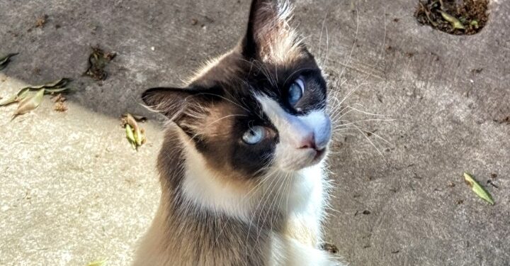 Sestu, colonia felina a rischio: un gatto è stato avvelenato, si teme per gli altri