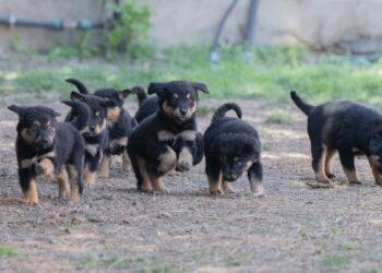 Cagliari, sospette sostanze pericolose per animali: scatta il piano del Comune