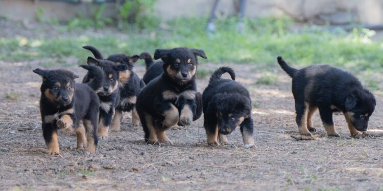 Cagliari, sospette sostanze pericolose per animali: scatta il piano del Comune