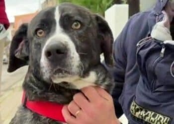 Radio Zampetta Sarda, adozione del cuore per Lion