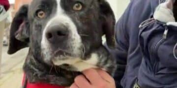 Radio Zampetta Sarda, adozione del cuore per Lion