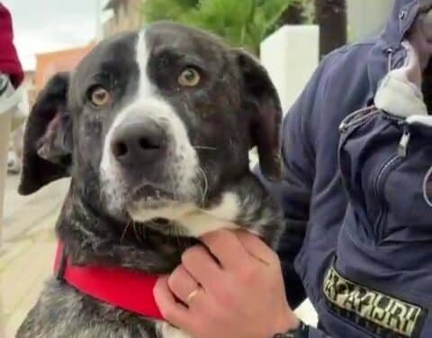 Radio Zampetta Sarda, adozione del cuore per Lion