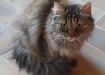 Radio Zampetta Sarda: smarrita Boboli presso l’area di servizio di Abbasanta