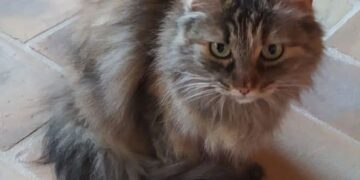 Radio Zampetta Sarda: smarrita Boboli presso l’area di servizio di Abbasanta