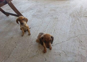 Finanziaria regionale, sos delle associazioni animaliste: “Stop randagismo, subito sterilizzazioni annuali in Sardegna”