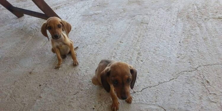 Finanziaria regionale, sos delle associazioni animaliste: “Stop randagismo, subito sterilizzazioni annuali in Sardegna”
