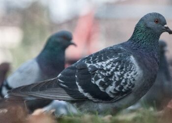 Cagliari, piccioni ammassati in via Grazia Deledda e via Ada Negri: per Mura “è emergenza igienico-sanitaria”