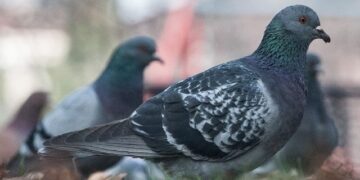 Cagliari, piccioni ammassati in via Grazia Deledda e via Ada Negri: per Mura “è emergenza igienico-sanitaria”