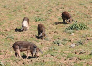 Peste suina, la Sardegna chiede di rientrare nel piano nazionale: Agus, sarebbe un errore allentare la guardia