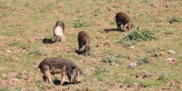 Peste suina, la Sardegna chiede di rientrare nel piano nazionale: Agus, sarebbe un errore allentare la guardia