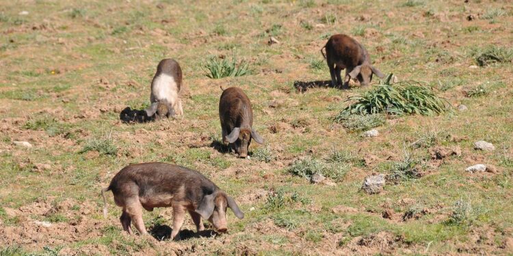 Peste suina, la Sardegna chiede di rientrare nel piano nazionale: Agus, sarebbe un errore allentare la guardia