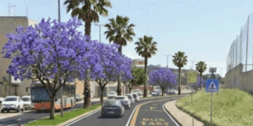 Monserrato, la nuova via Cesare Cabras tra Jacarande e palme americane