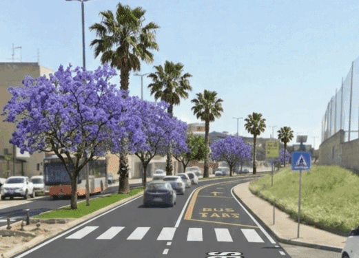 Monserrato, la nuova via Cesare Cabras tra Jacarande e palme americane