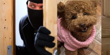 Selargius, la cagnolina dell’assessore  mette in fuga i ladri: “Cosa deve succedere perché la sicurezza delle persone venga presa sul serio?”