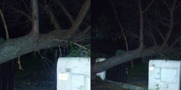 A Stella di Mare 1 due enormi pini sono caduti in due giorni: “Abbiamo paura, uno è crollato sopra una casa”