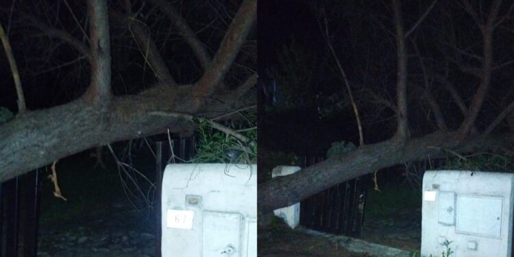 A Stella di Mare 1 due enormi pini sono caduti in due giorni: “Abbiamo paura, uno è crollato sopra una casa”