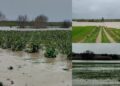 Samassi, la piena del fiume Manno da il colpo di grazia alle carciofaie: colture sommerse dall’acqua
