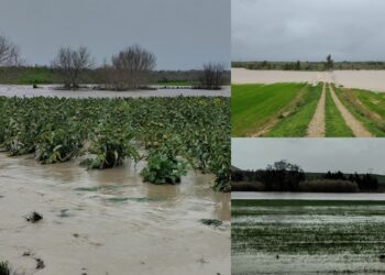 Samassi, la piena del fiume Manno da il colpo di grazia alle carciofaie: colture sommerse dall’acqua