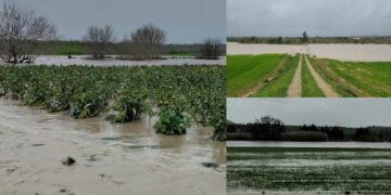 Samassi, la piena del fiume Manno da il colpo di grazia alle carciofaie: colture sommerse dall’acqua