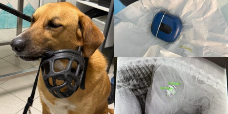 Mangia la custodia degli Airpods e finisce sotto i ferri: lieto fine per un cagnolone a Bosa