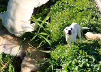 Commovente storia a Samassi, cane veglia l’amico investito sul ciglio della strada