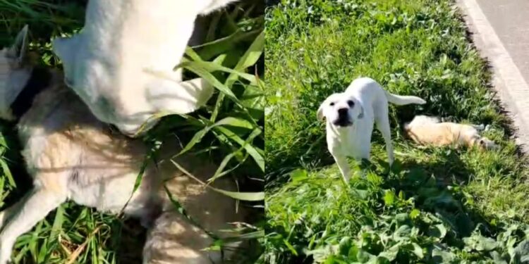 Commovente storia a Samassi, cane veglia l’amico investito sul ciglio della strada