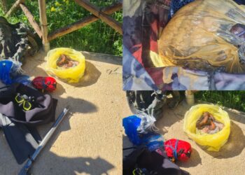 Tuerredda, pescano illecitamente polpi, ben 10 kg confiscati dalla Compagnia Barracellare: “Intensificheremo i controlli”