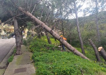 Alberi pericolanti nei terreni privati a Muravera, ordinanza del sindaco per la messa in sicurezza